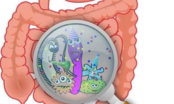 O Que é Microbiota Intestinal? - Mais Idade